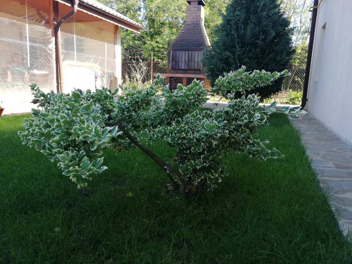 Проживание в семье Amaka Костинешти-29
