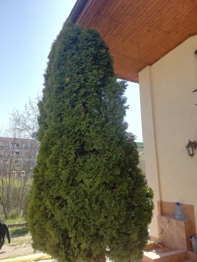 Проживание в семье Amaka Костинешти-35