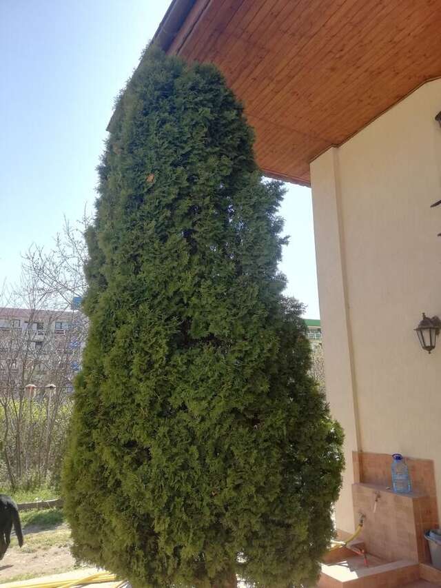 Проживание в семье Amaka Костинешти-34